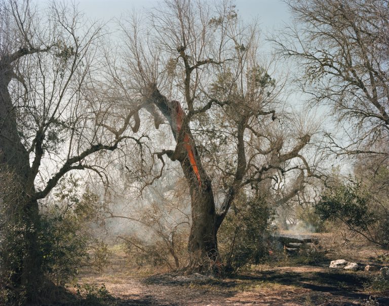 Olive trees on fire, near Cocumola, Salento July 2022