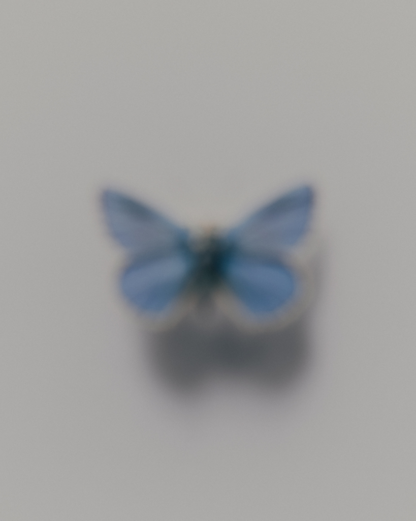A small blue butterfly or moth rests against a plain gray background, its four soft-edged wings spread symmetrically; the blurred image feels quiet and delicate.
