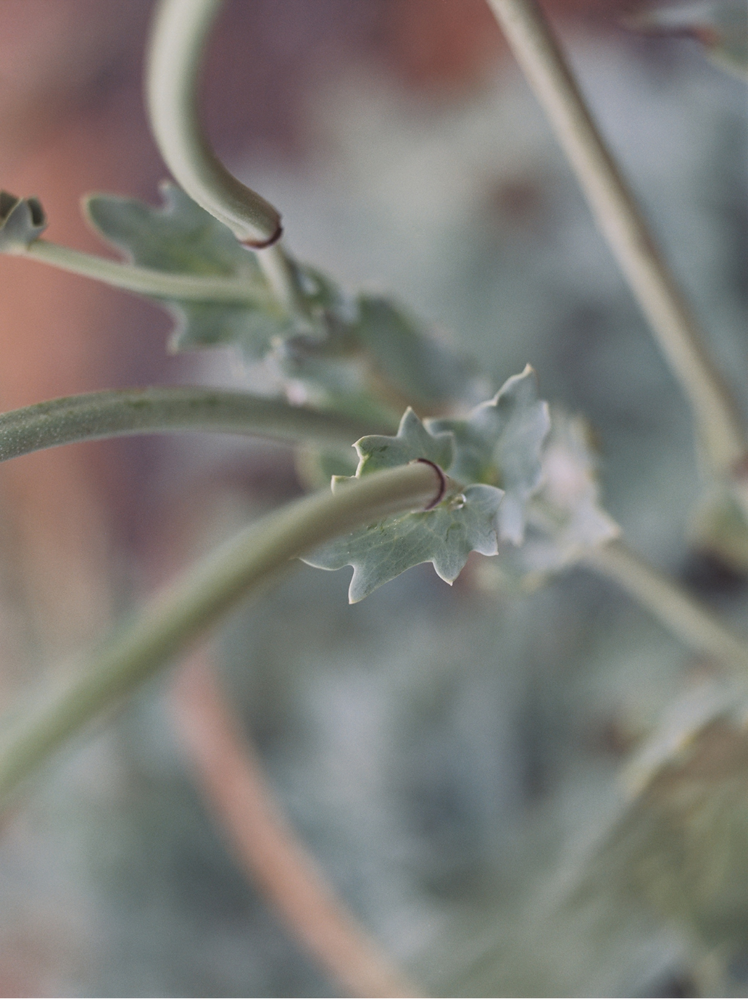 An extreme close up photo showing the floral anayomy of a coastal plant